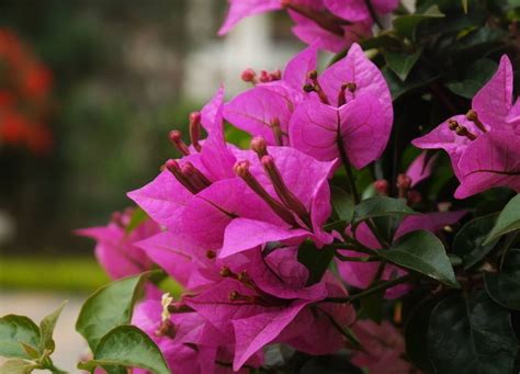 三角梅風水|三角梅的花语、风水和送礼禁忌